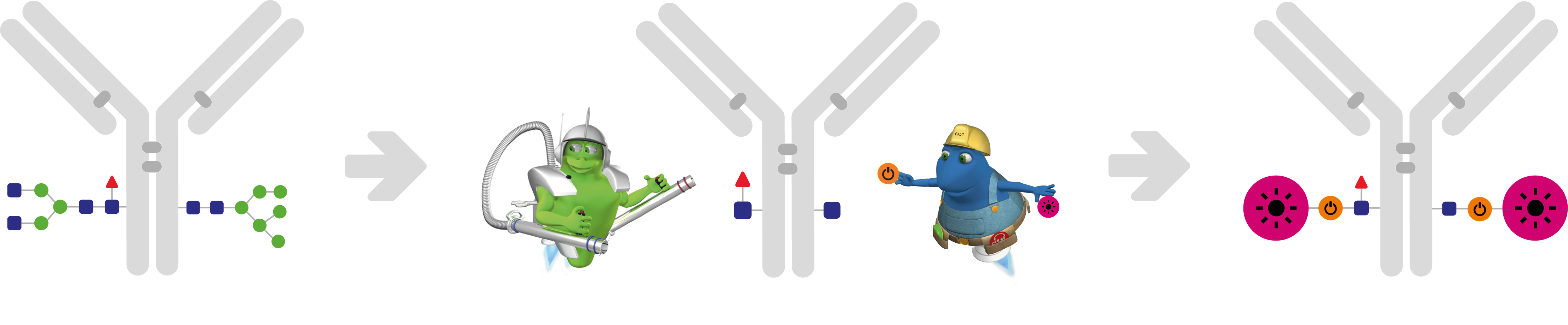 GlyCLICK workflow - Flow Cytometry