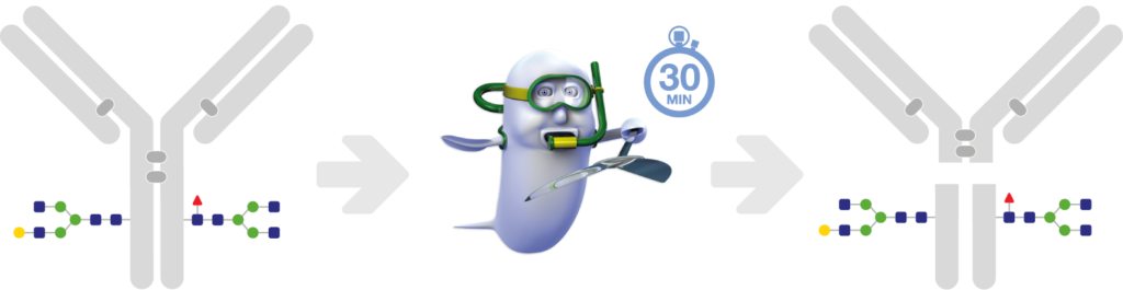 Genovis » Generating F(ab´)2 and Fc/2 Antibody Fragments