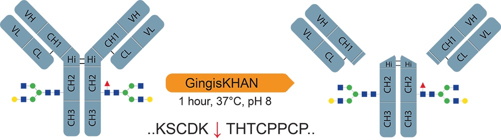 gingis-digestions Fab fragments