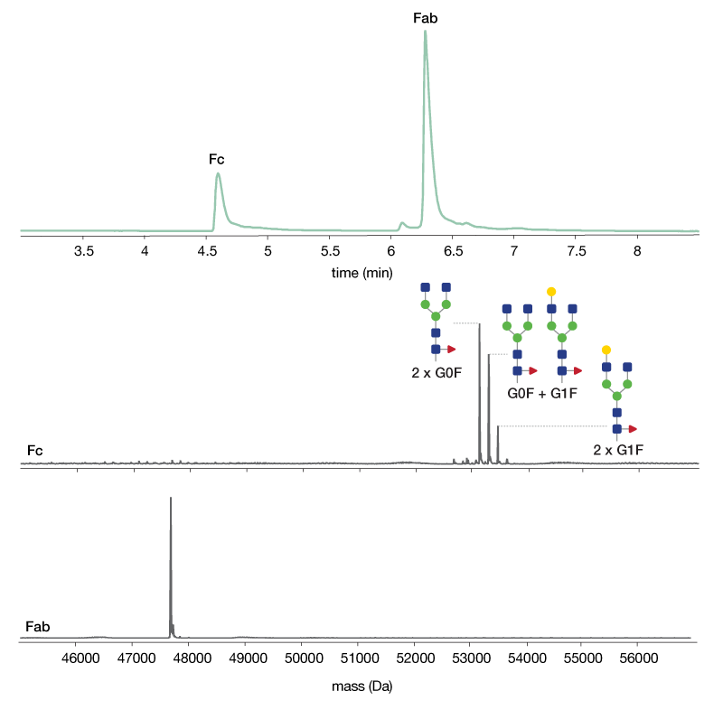 Genovis » Middlelevel LCMS Analysis of Mutated Antibodies