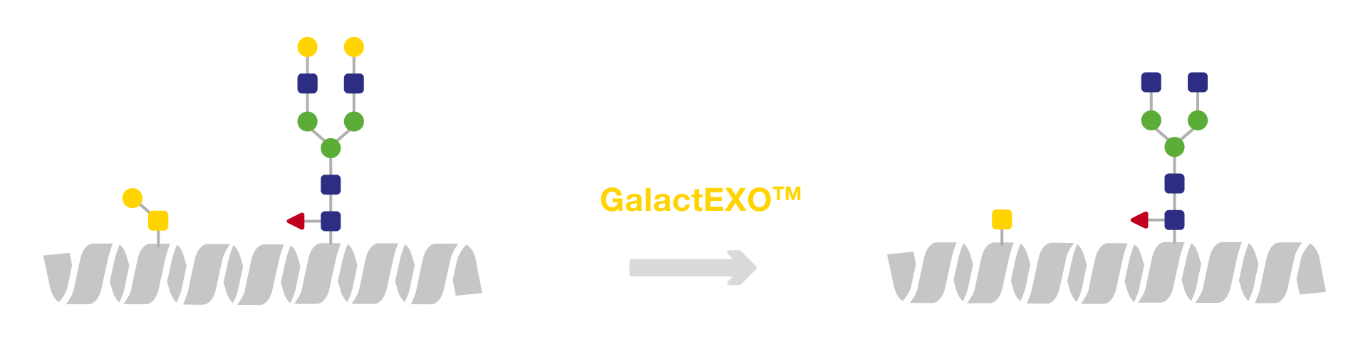 GalactEXO workflow