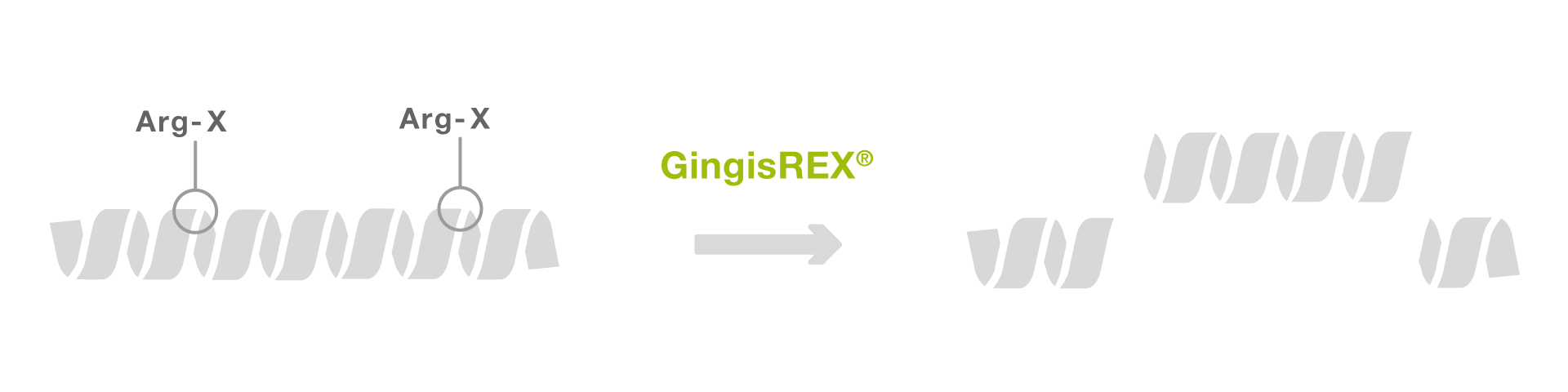 GingisREX workflow