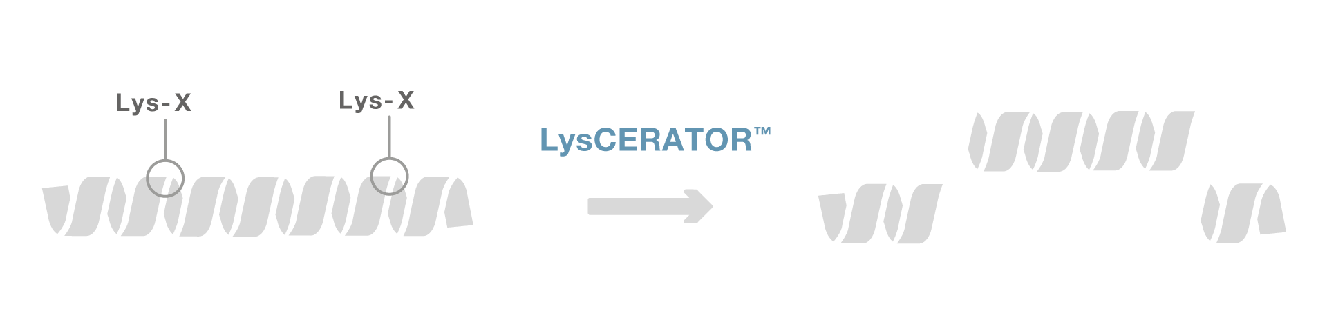 LysCERATOR workflow
