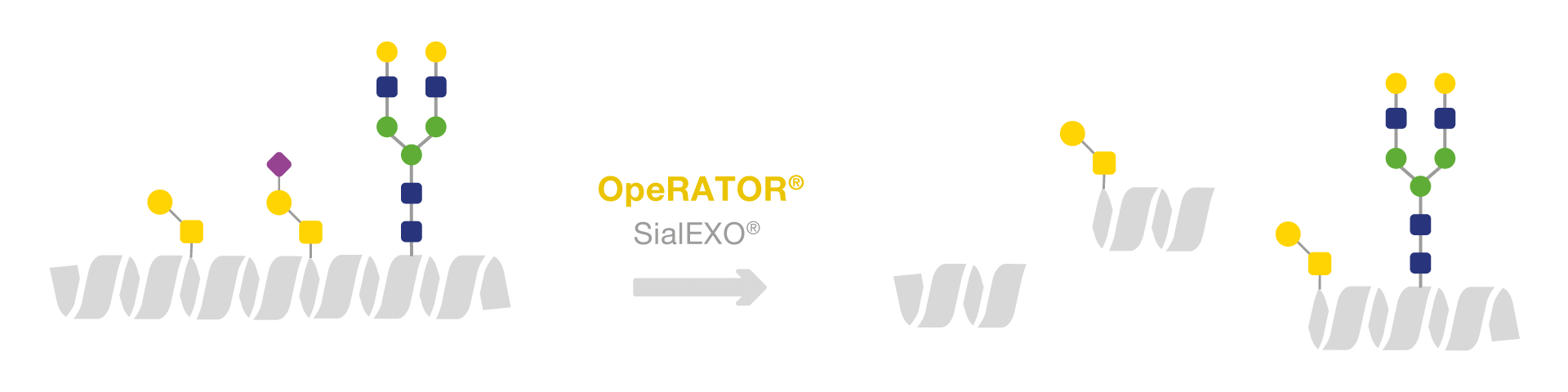 OpeRATOR workflow